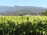 View from Myrtleford to Mount Buffalo National Park.