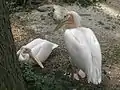 Birds at Chamarajendra Zoological Gardens