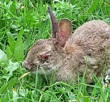 Rabbit suffering from Myxomatosis