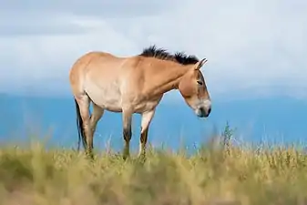 A dun-colored horse. Donn is the word for brown in the Scottish and Irish Gaelic languages.