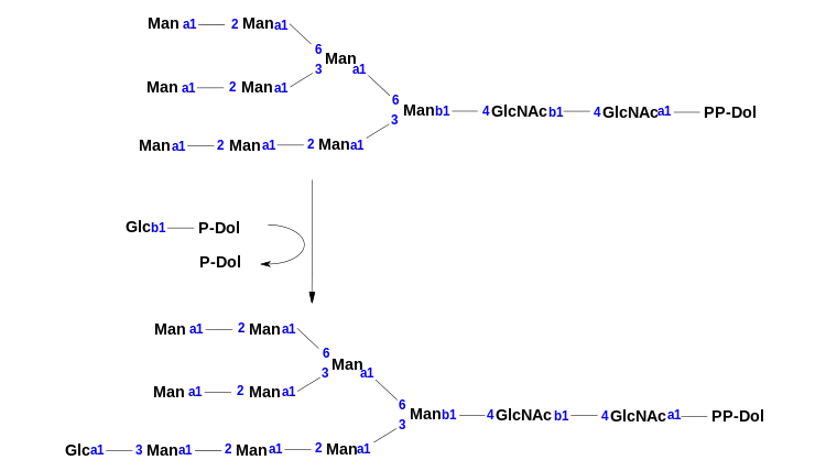 This is the chemical reaction that is mediated by the enzyme dolichyl-P-Glc:Man9GlcNAc2-PP-dolichol alpha-1,3-glucosyltransferase.