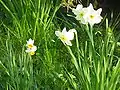 Narcissus tazetta subsp. italicus and Narcissus × medioluteus