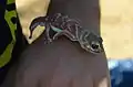 N. levis crawling on hand of volunteer at Calperum, South Australia