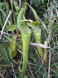 N. reinwardtiana ×N. stenophylla