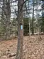 A blue blaze marking the trail painted on a tree near Traverse City, Michigan