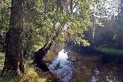 The Northeast Cape Fear River at Hallsville