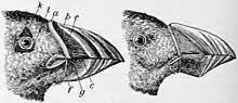 Beak before and after moulting