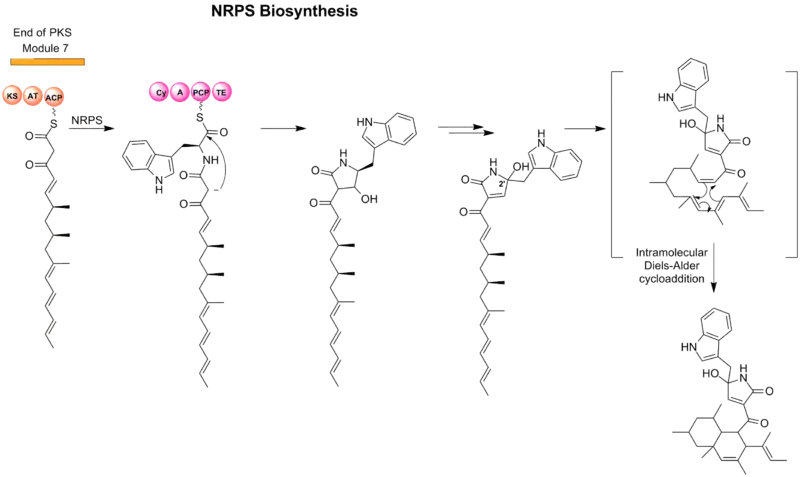 Figure 2. Formation of tetramic acid and cyclization of PKS unit