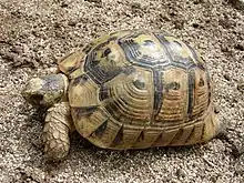 Greek tortoise from Sardinia, note the yellow head spot