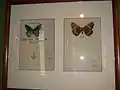 Butterflies collected by Nabokov on his book The other shores