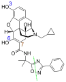 Minor metabolites: blue are glucuronidation sites, brown is the hydroxylation site, and green the cleavage site