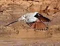 Male in flight at Mapungubwe