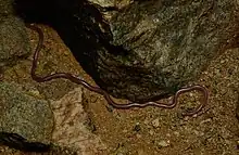 Namibiana type species; Western thread snake (N. occidentalis)