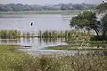 Wetland of Nandur Madhmeshwar Bird Sanctuary, India