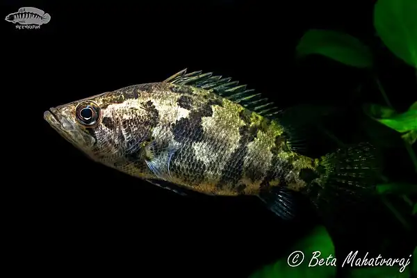 Nandus nandus (Gangetic Leaf Fish)