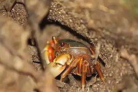 N. aculatum hiding in burrow