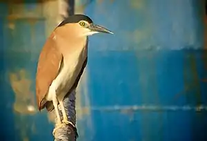 Nankeen or rufous night heron (Nycticorax caledonicus) at Fremantle Harbour, Western Australia