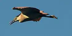 Adult in flight at Lake Monger