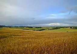 Field of Nannestad