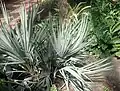 Silvery-blue foliage of Nannorrhops ritchiana