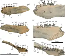 The left mandibular fossil of "N. arandai", including articulated teeth