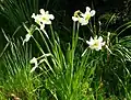 Narcissus × medioluteus plant