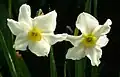 Narcissus × medioluteus with one flower
