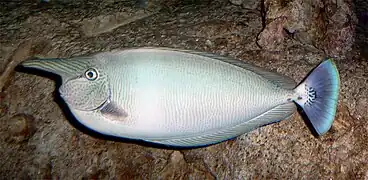 Short-nosed unicornfish, Naso brevirostris