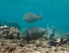 Bluespine unicornfish, Naso unicornis