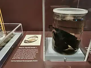 A "giant squid" beak recovered from a sperm whale stomach in Durban, part of the Discovery Collections displayed during the "Monsters of the Deep" exhibition (July 2020 – January 2023) at the National Maritime Museum Cornwall in Falmouth (see also label and wider exhibition)