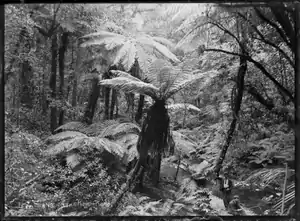 Native bush with tree ferns, a stream, and two men in right foreground, at Korokoro