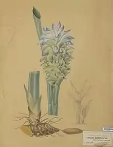 Curcuma domestica Valeton, a drawing by A. Bernecker around 1860