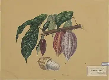 T. cacao, leaves, fruits and seed. A. Bernecker, 1864.