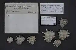 Drupa ricinus lischkei. Museum specimens.