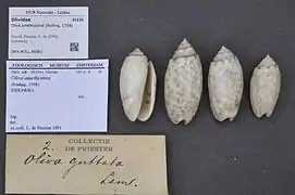 Oliva amethystina