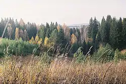 A forest near the village of Pushkari in Yakshur-Bodyinsky District