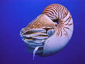 The nautilus is a living fossil little changed since it evolved 500 million years ago as one of the first cephalopods.