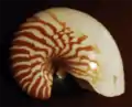 Nautilus macromphalus shell
