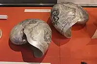 Nautilus shells engraved to commemorate Horatio Nelson, displayed at Monmouth Museum