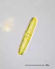 Navicula oblonga