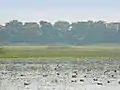 Wetlands of Bird Sanctuary