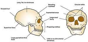 Front and side view diagram of Neanderthal skull reconstruction emphasizing large circular orbits, straightened chin, projecting nasal bridge, large brow ridge, receded forehead, long topped braincase, occipital bun, fossa, and a large gap behind the third molar