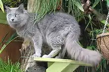 Nebelung