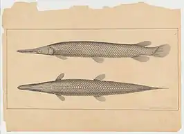 pencil drawing of a side and top view of a needlefish