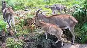 Small herd in the mountain grasslands of Munnar, the Idukki district