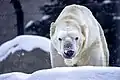 Neil, a 24-year-old polar bear