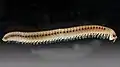 A julidan millipede with prominent ozadenes