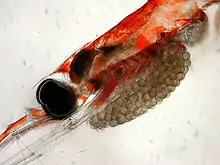 Head of female krill with her brood sac