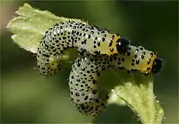 Nematus ribesii, common gooseberry sawfly