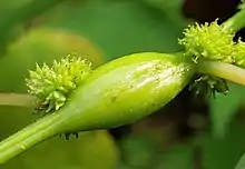 Neolasioptera boehmeriae false nettle stem gall